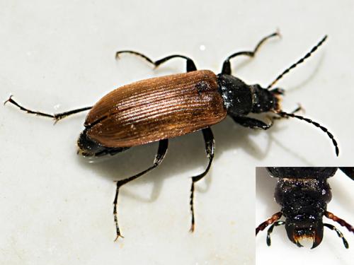 Réf. 233 105 : Megischia curvipes